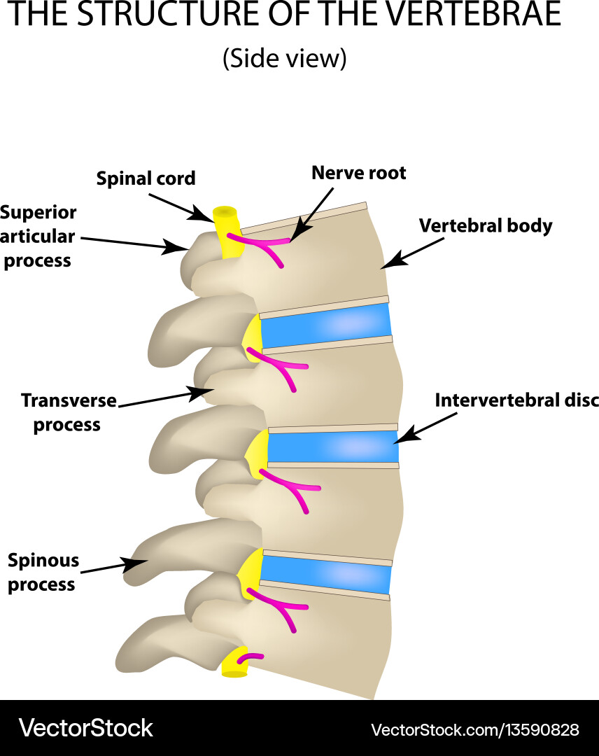 Structure of the spine side view vector image