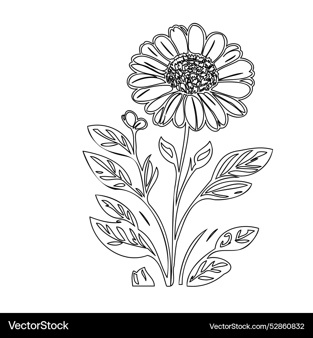 Marigold flower plant sketch outline Royalty Free Vector