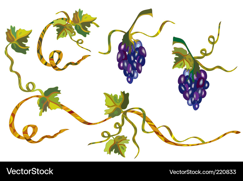 Elegant Grapevine Swirls Vector Image