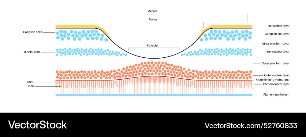 Macula fovea and foveola Macula fovea and foveola vector image