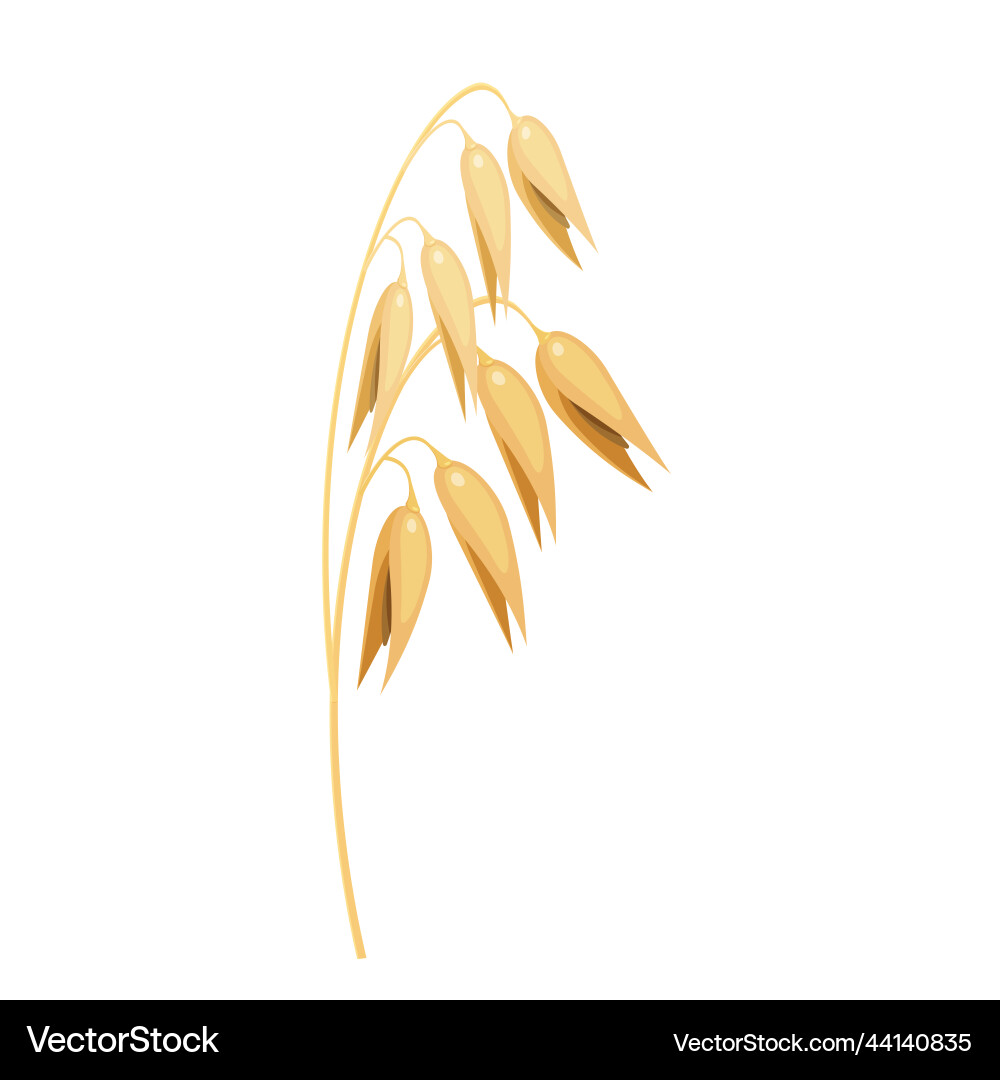 Oat spike of a cereal plant Oat spike of a cereal plant vector image