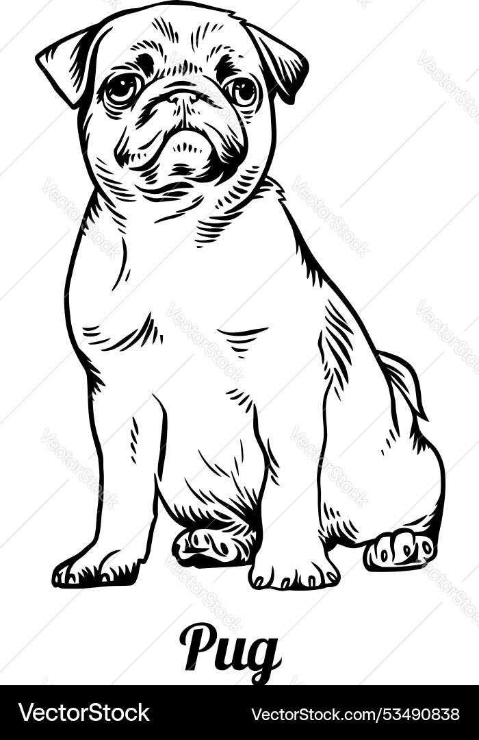 Puppy pug - dog breed funny file Vector Image