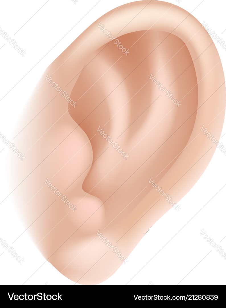 Ear body part Royalty Free Vector Image - VectorStock