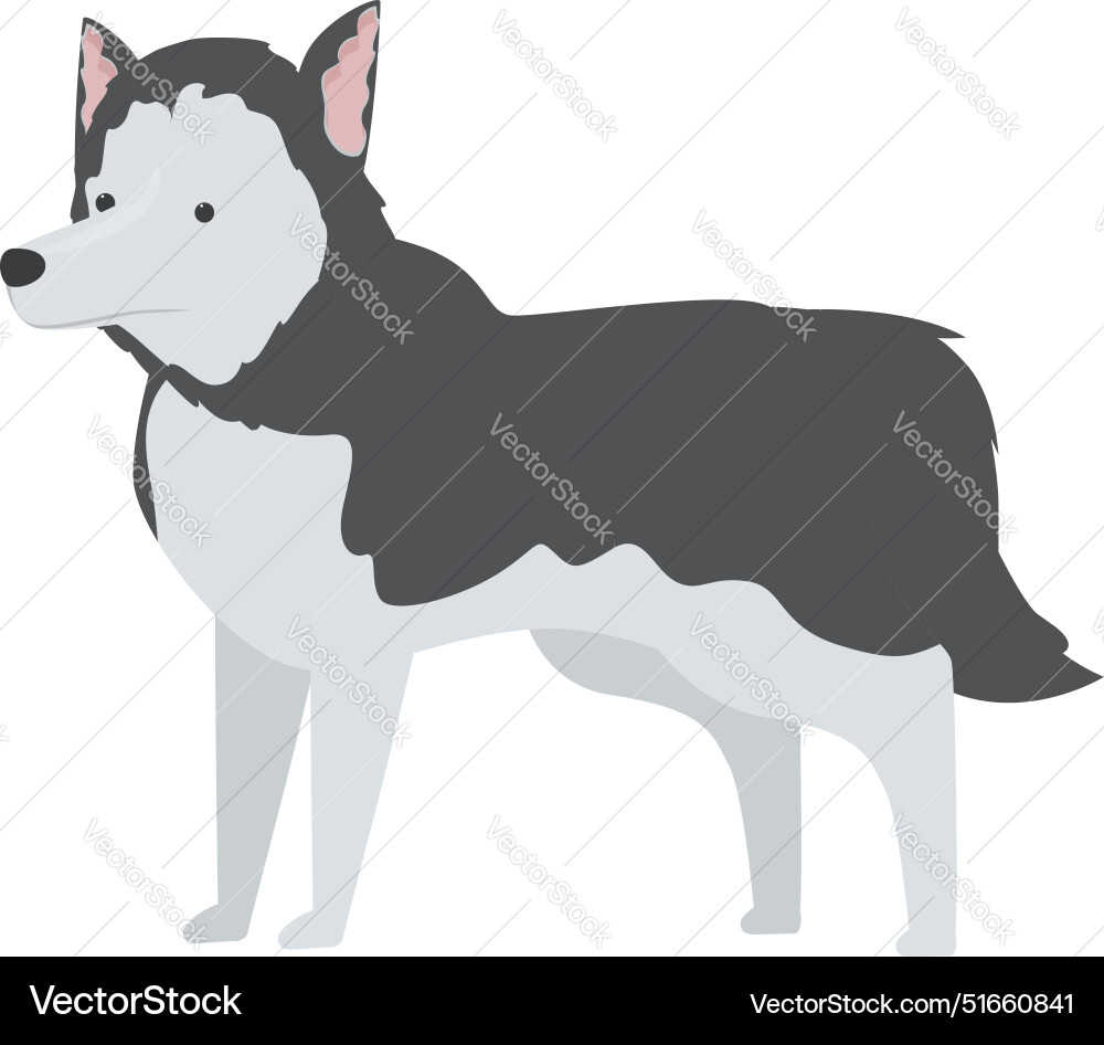 Beautiful siberian husky dog standing Beautiful siberian husky dog standing vector image