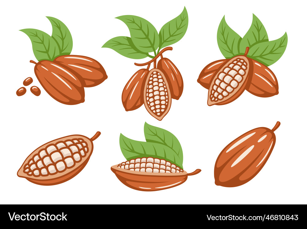 Set of cocoa beans isolated on white background vector image