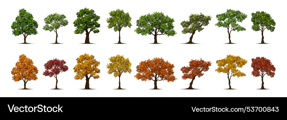 Spring and autumn trees with foliage Spring and autumn trees with foliage vector image
