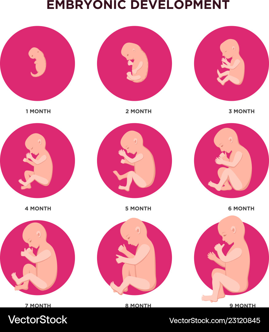 Embryo development month by infographic Embryo development month by infographic vector image