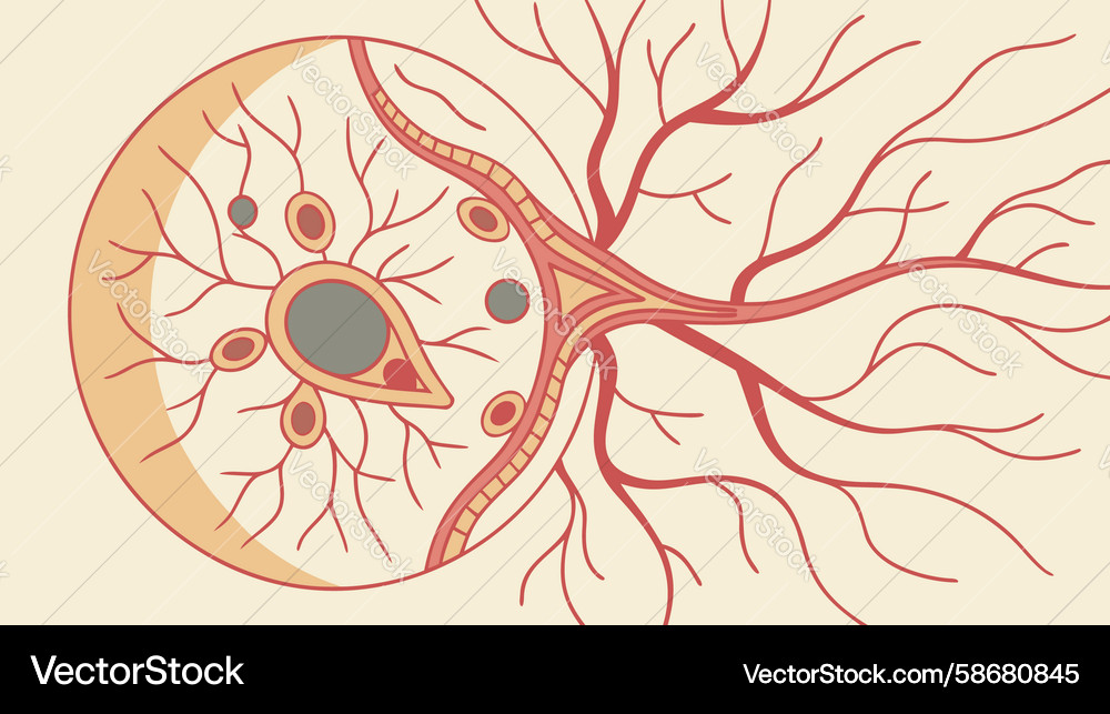 Intricate neuron cell with dendrites and axon Vector Image