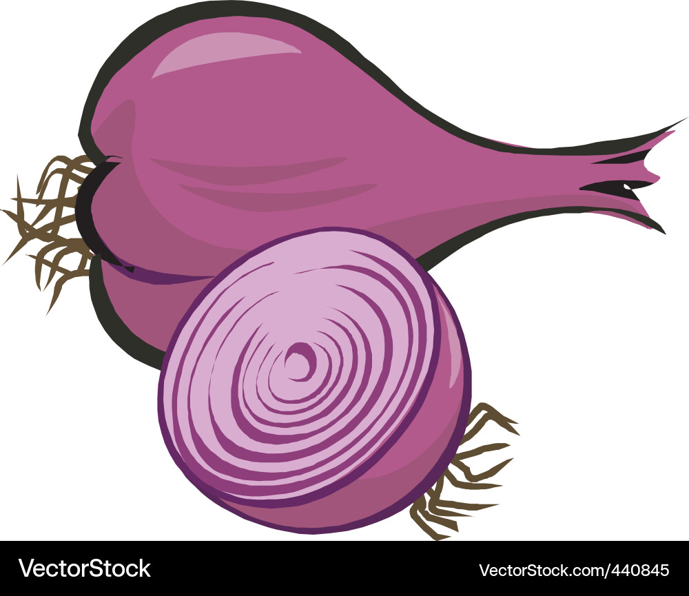 Two Onions - Close-Up Vector Image