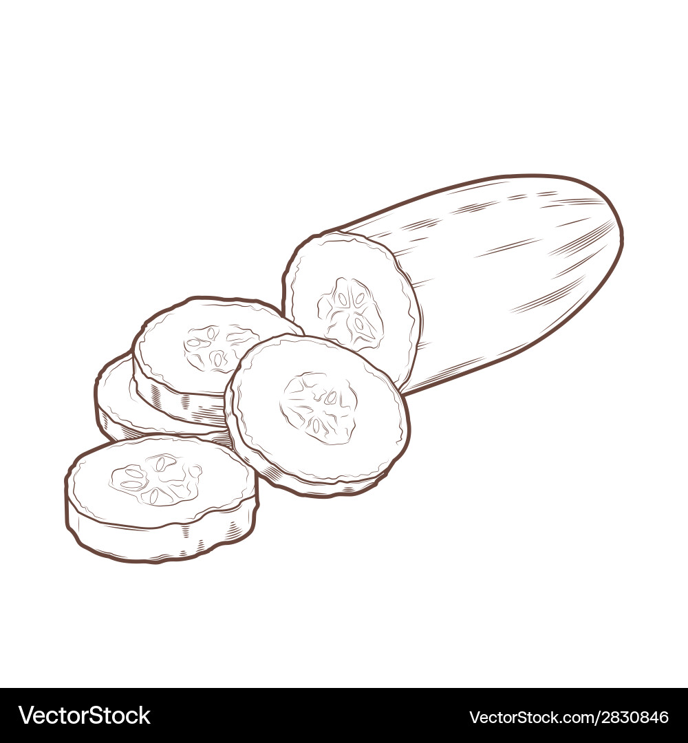Sliced Cucumber - Retro Line Art vector image