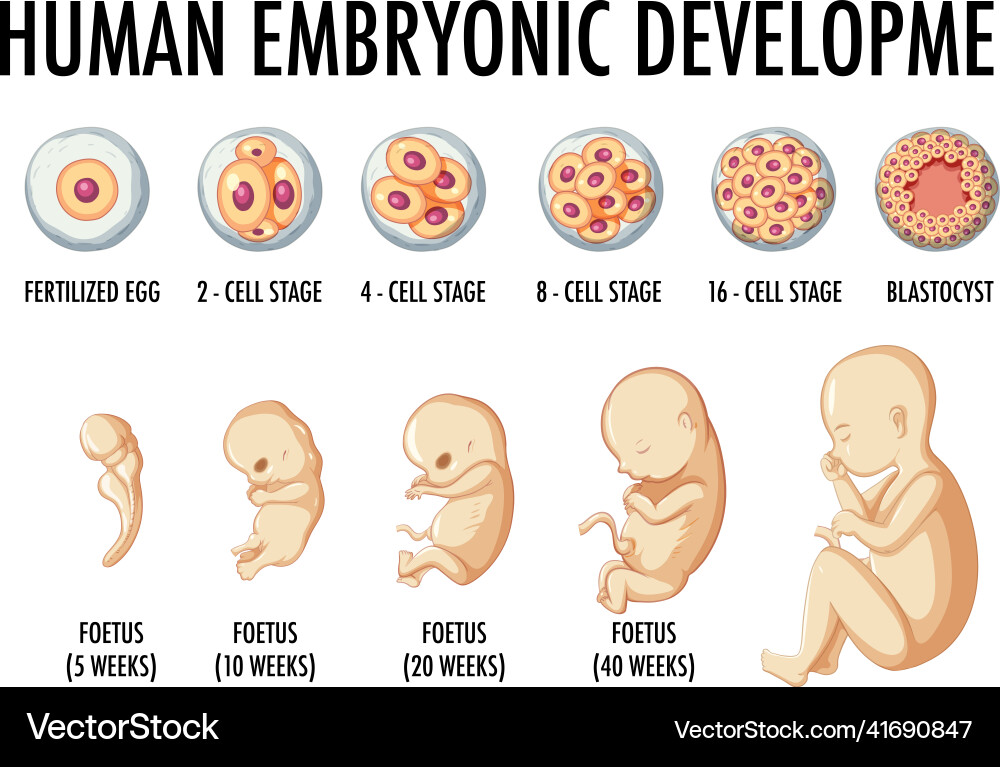 Human embryonic development in infographic Vector Image Biology Diagrams