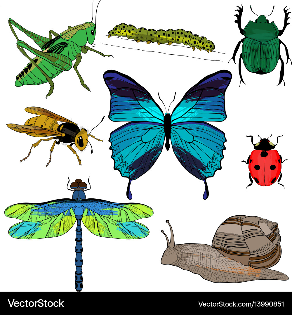 Insect Collection - Diverse Bugs Vector Image