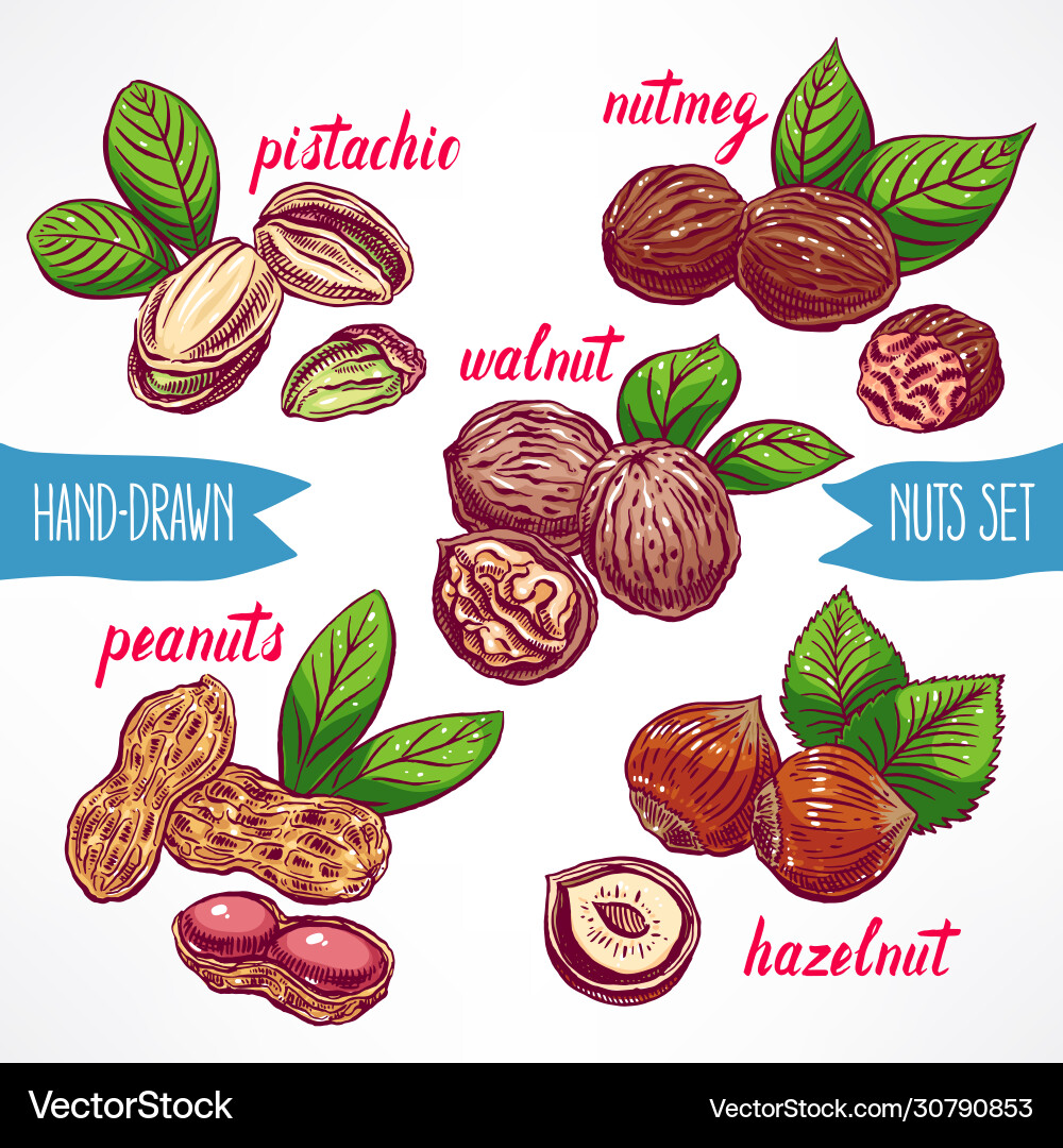 Set with colorful nuts Set with colorful nuts vector image