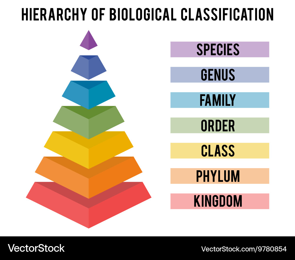 Biological Classification Hierarchy Vector Image