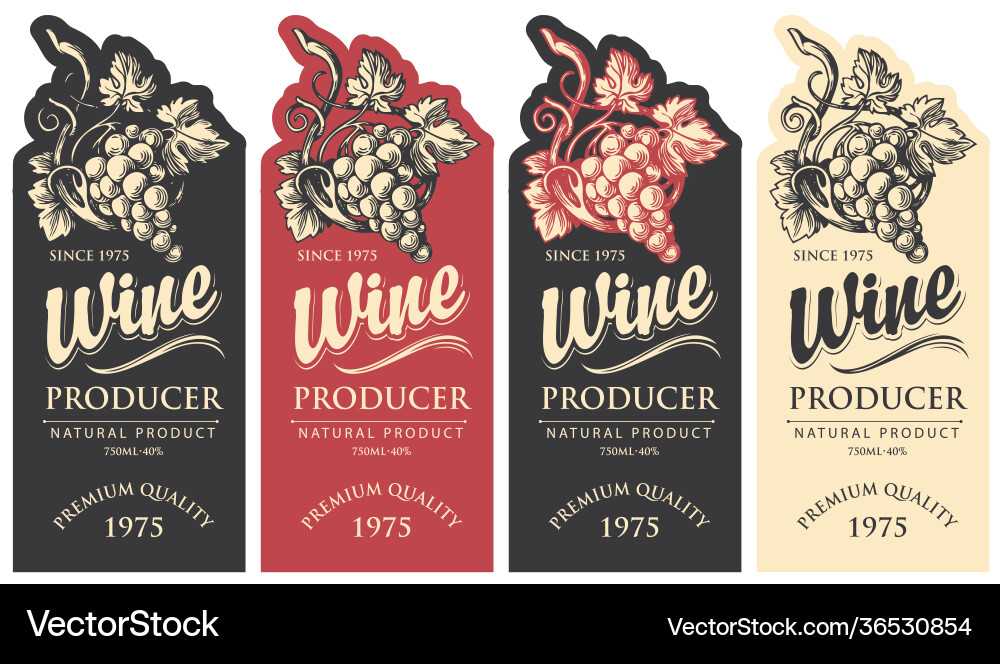 Set wine labels with hand-drawn grape bunches vector image