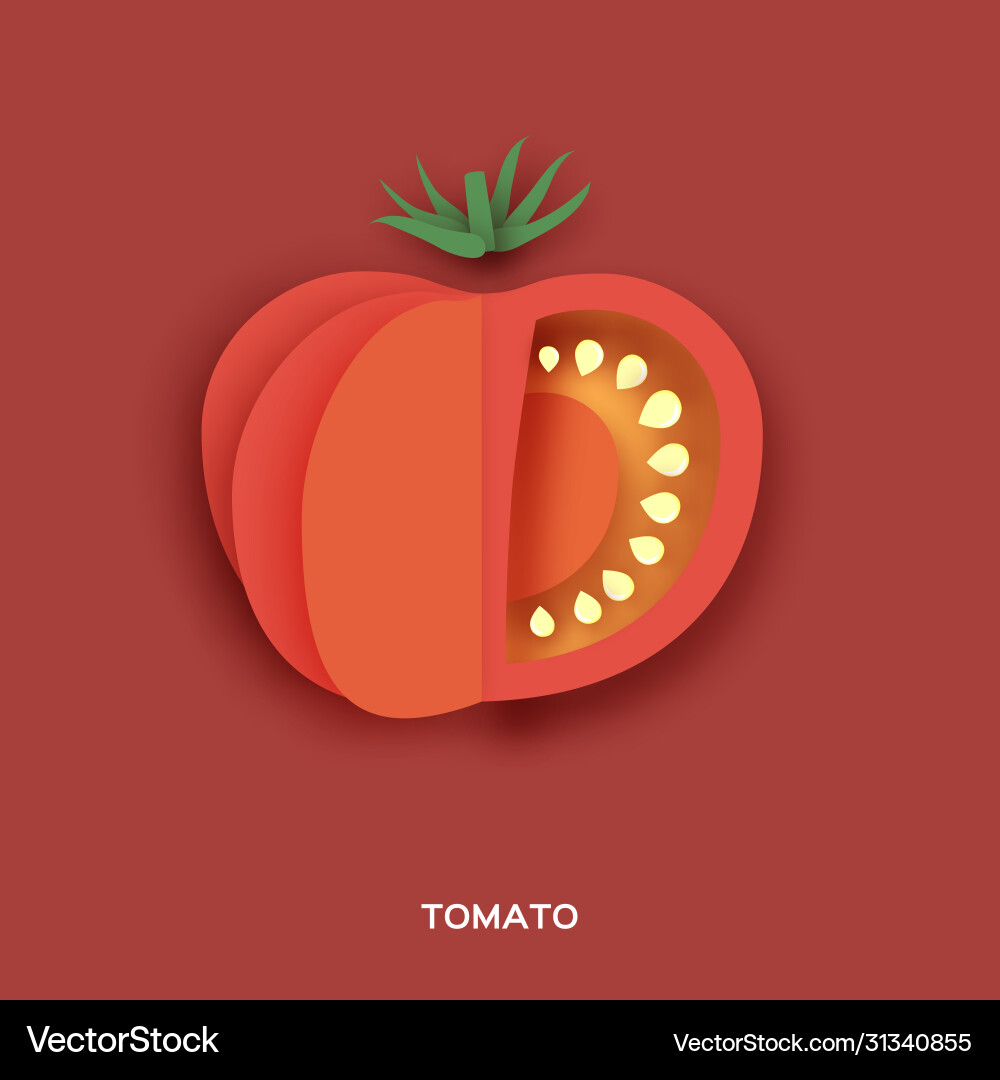 Tomato red slice on background front view Vector Image