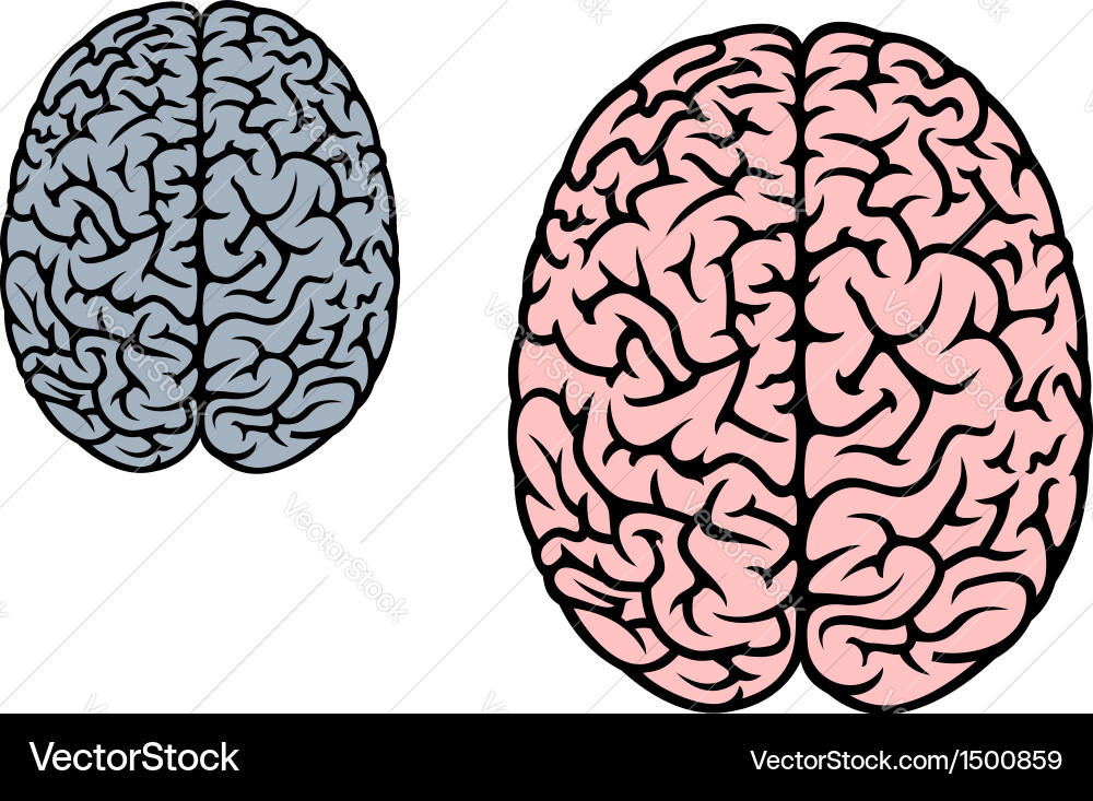 Human Brain Anatomy Royalty Free Vector Image - VectorStock