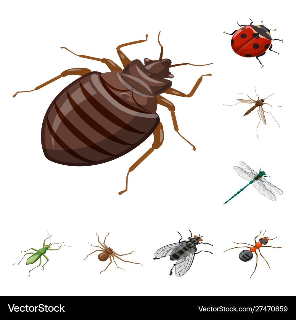 Isolated object insect and fly symbol set Vector Image