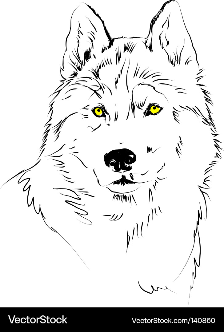 Wolf Head Sketch vector image