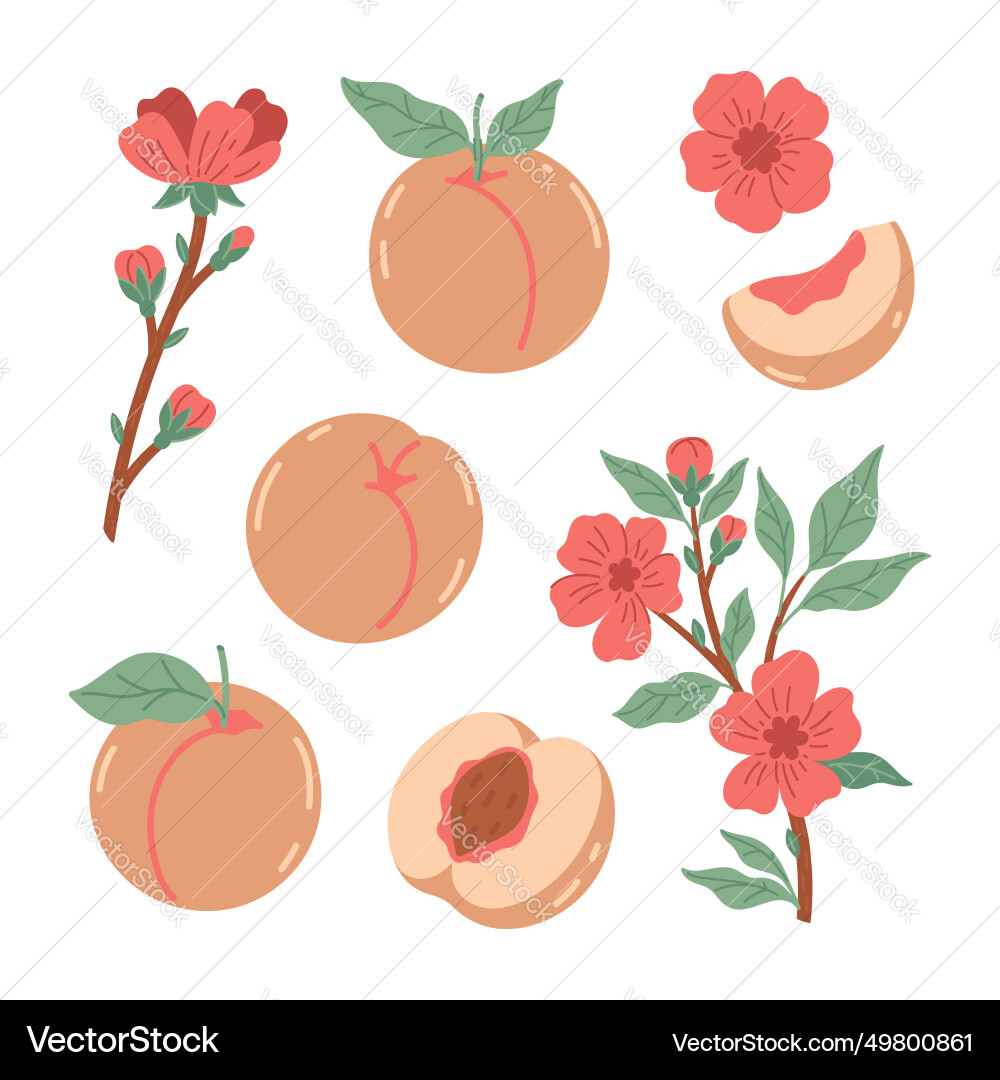 Set of peaches and twigs with flowers isolate Set of peaches and twigs with flowers isolate Vector Image