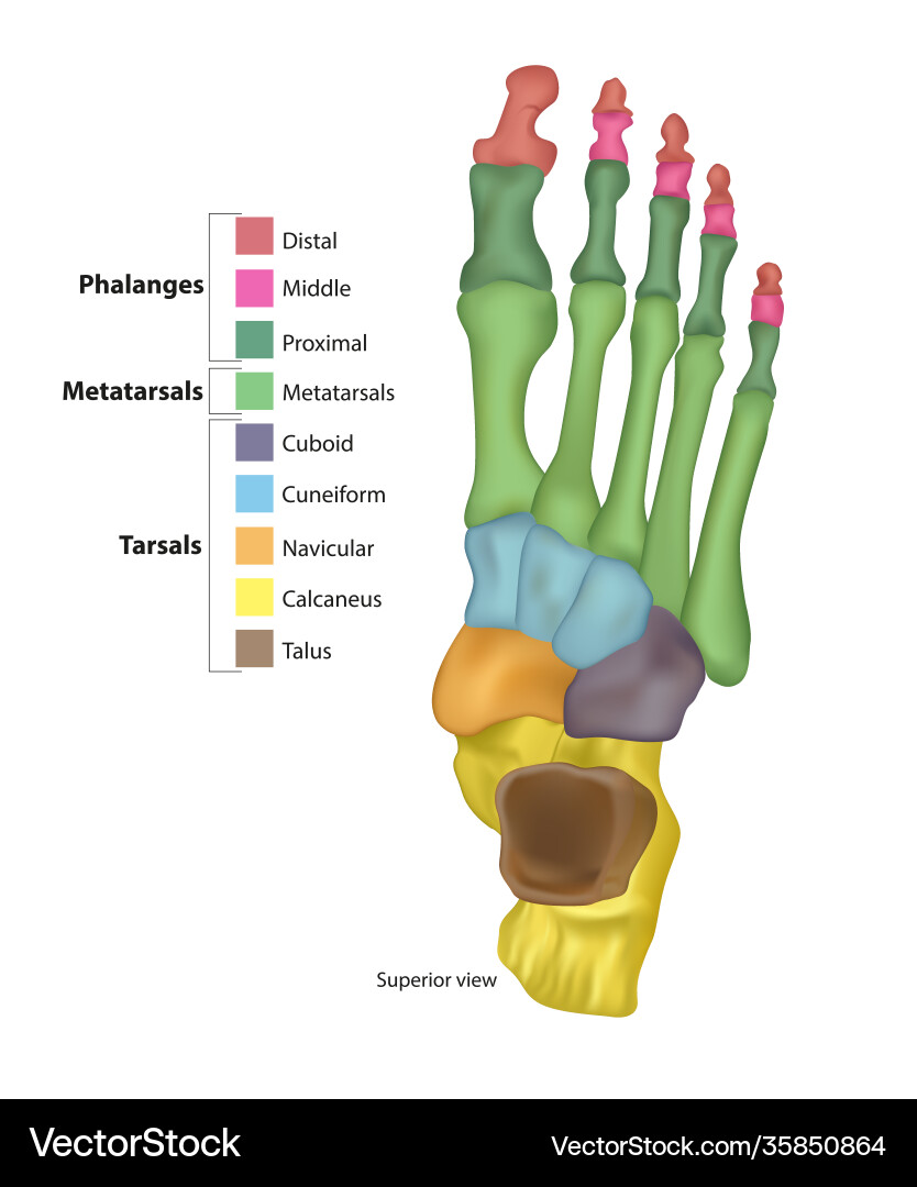 Bones foot tarsals or tarsus metatarsals Bones foot tarsals or tarsus metatarsals vector image