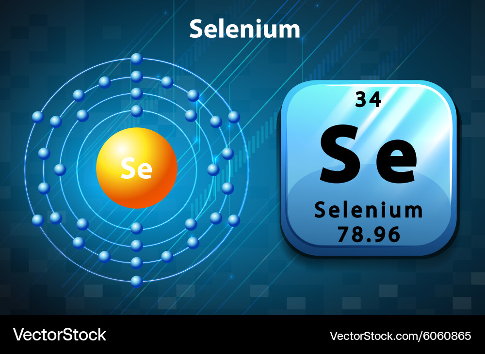 Flashcard of selenium atom vector image