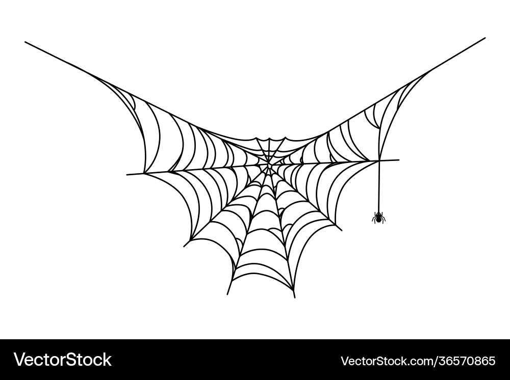 Spider hanging down from its web cobweb isolated Spider hanging down from its web cobweb isolated vector image