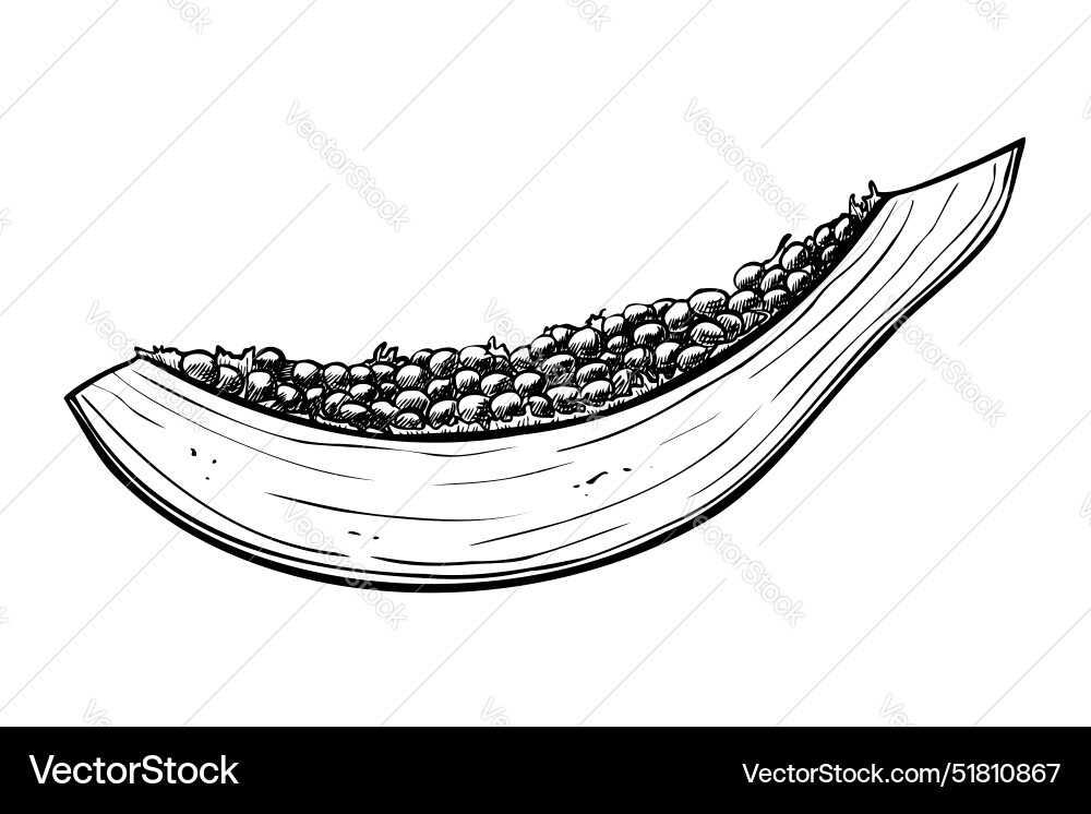 Slice of papaya fruit Slice of papaya fruit vector image