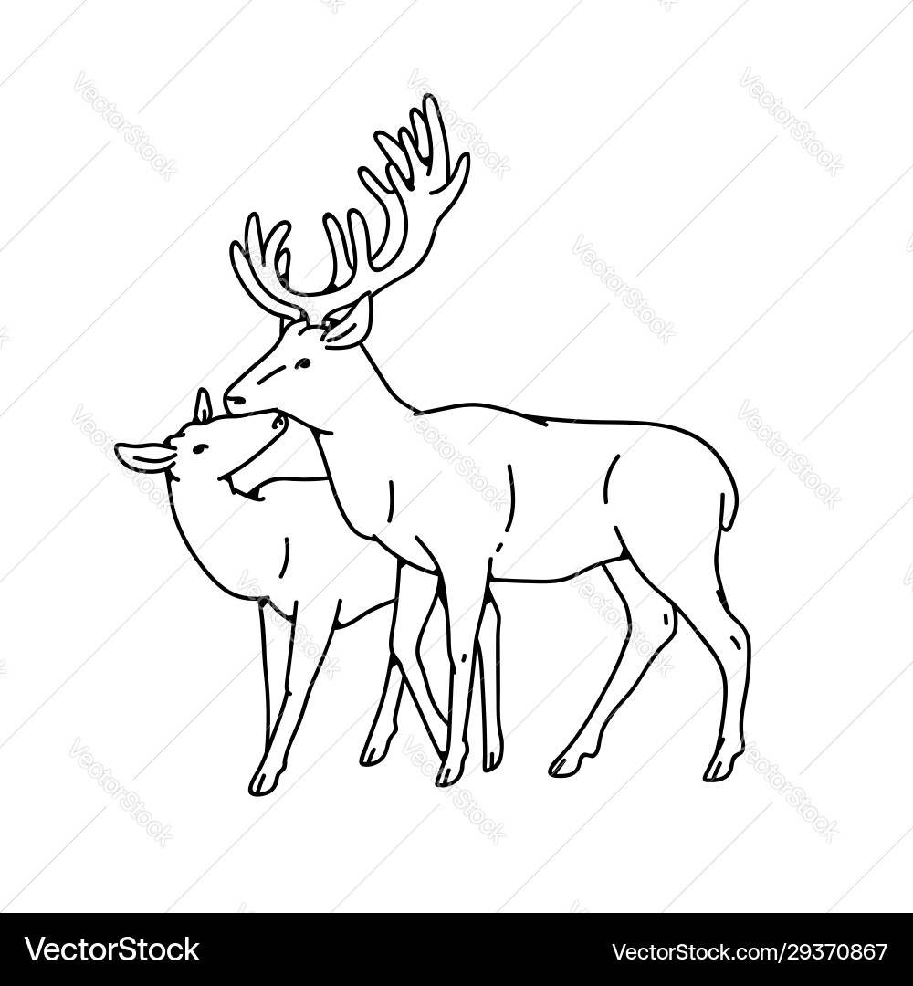 Wild deer liebe paar weiblich und männlichen buck Wild deer liebe paar weiblich und männlichen buck vektorbild