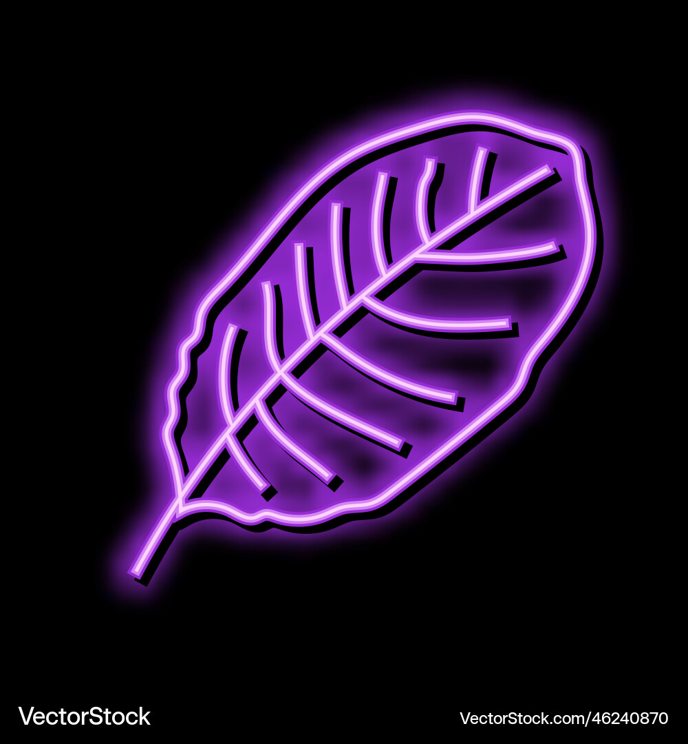 Calathea tropical leaf color icon Calathea tropical leaf color icon vector image