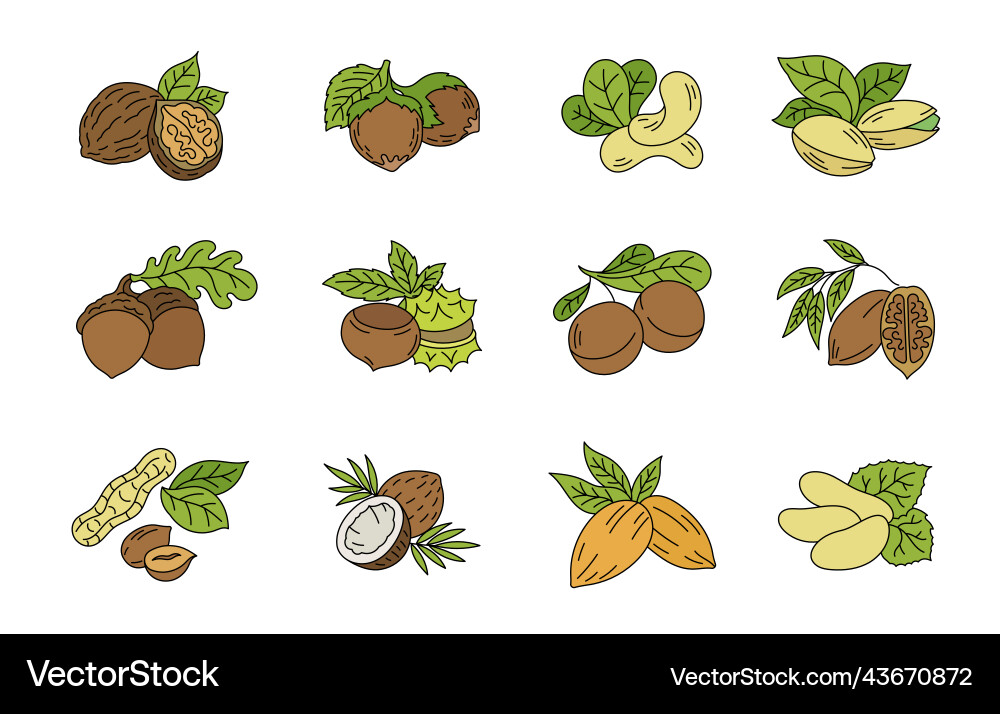 Different types of nuts set vector image