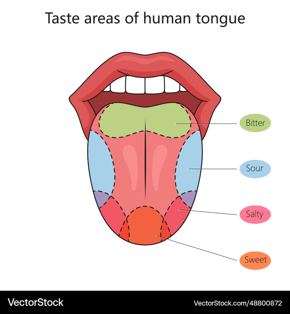 Taste zones of the human tongue diagram science Vector Image