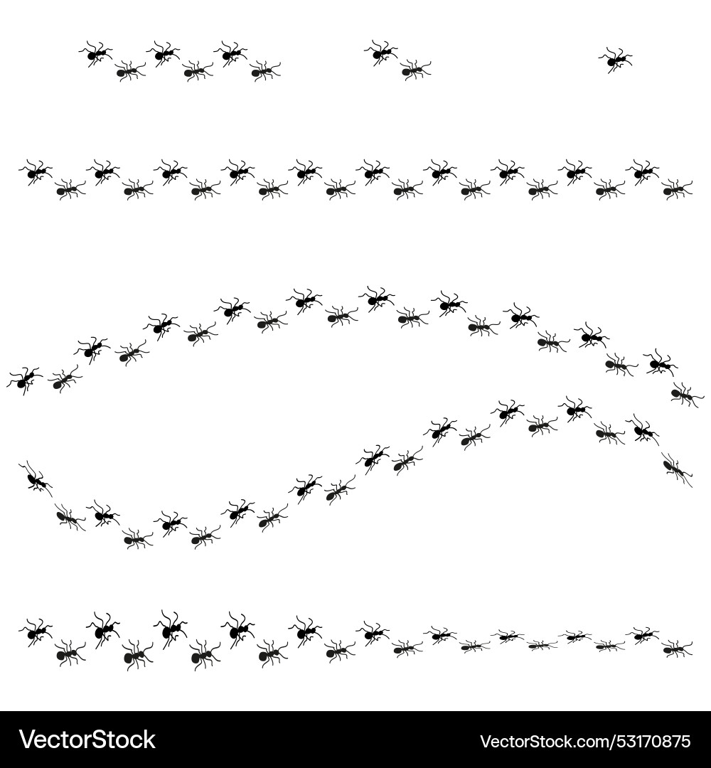 Ant trails pattern insect path lines ants vector image