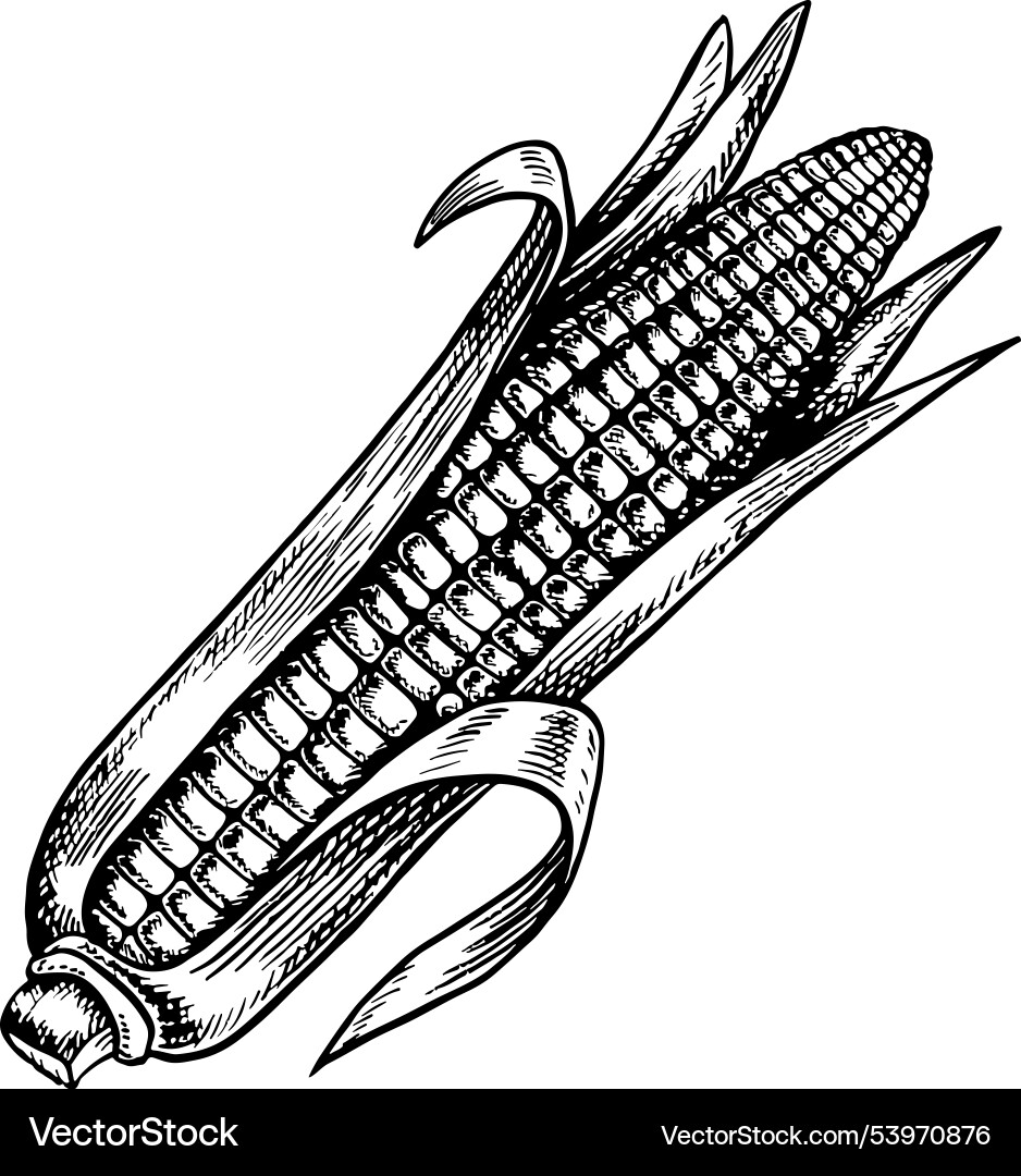Corn graphics with the image of a cob Corn graphics with the image of a cob vector image