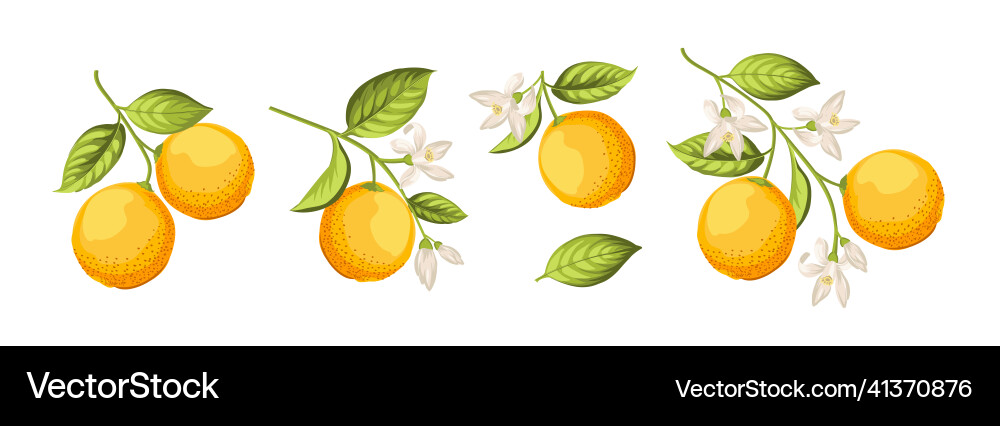 Oranges on branch white background Oranges on branch white background vector image