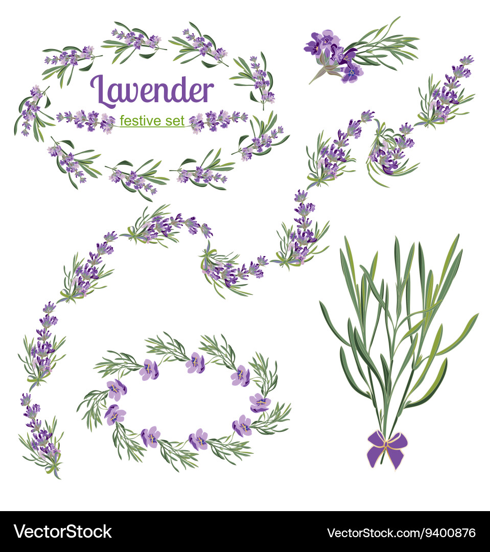 Set festive frames and elements with lavender Vector Image