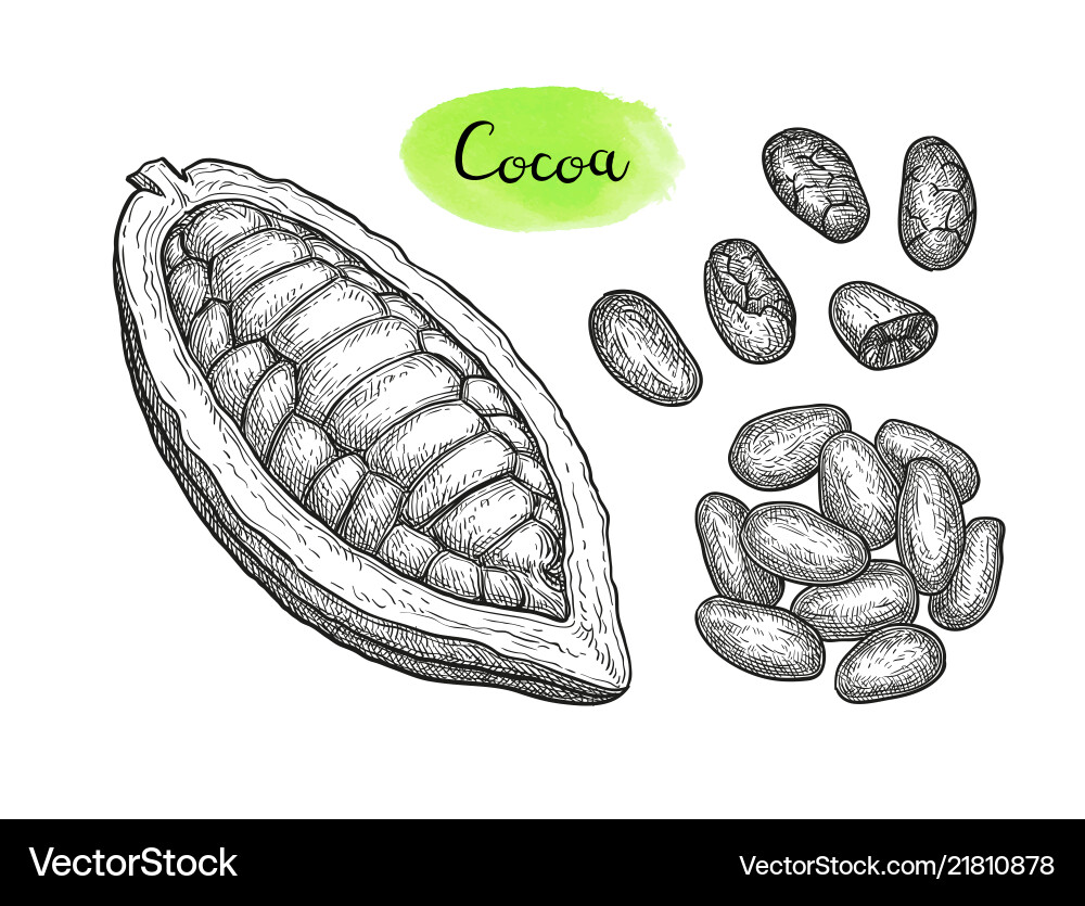 Cocoa ink sketch Royalty Free Vector Image - VectorStock