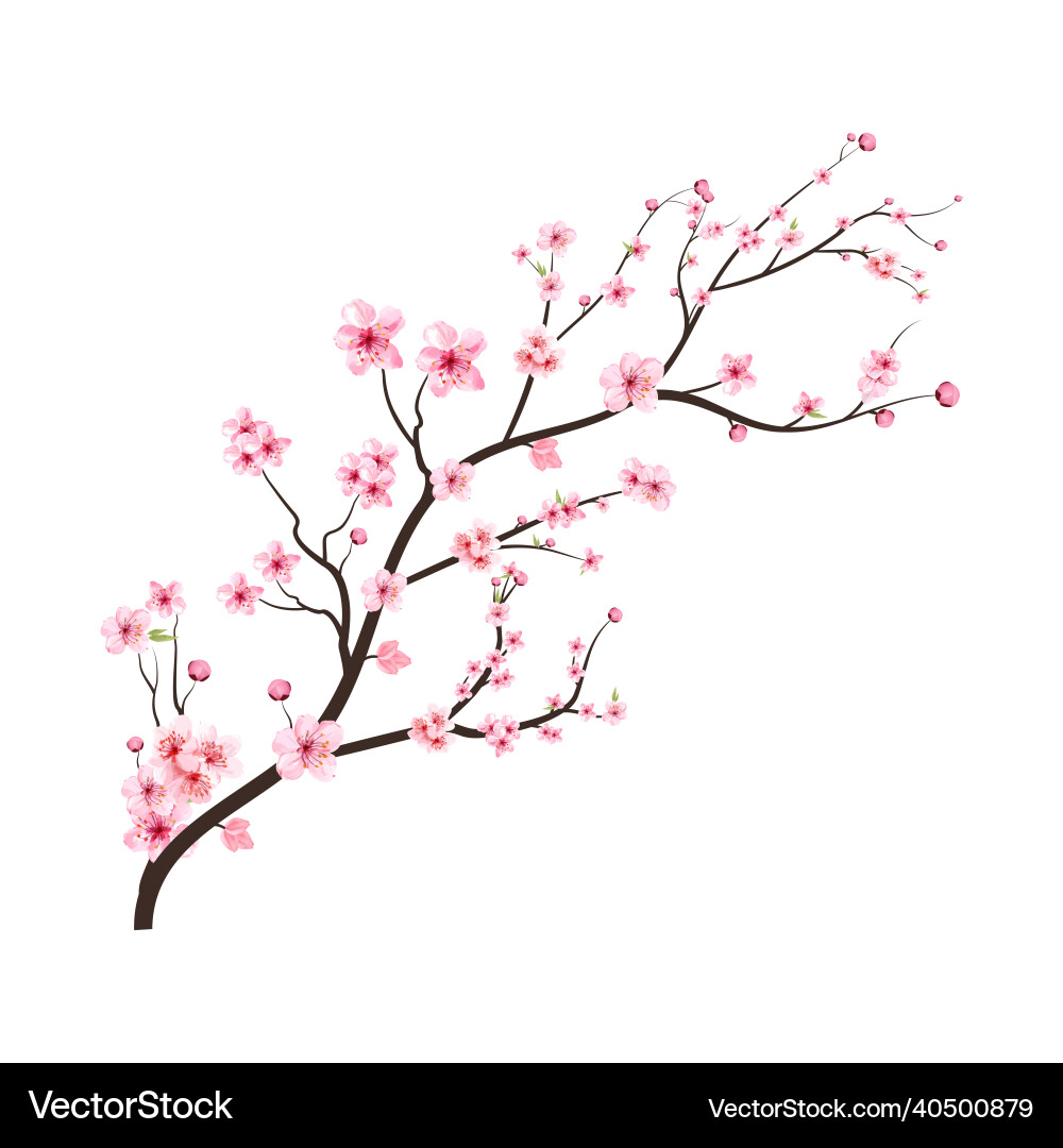 Pink Sakura Branch with Delicate Blossoms Vector Image