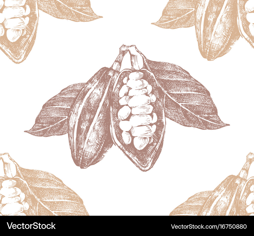 Hand drawn seamless pattern with cocoa beans vector image