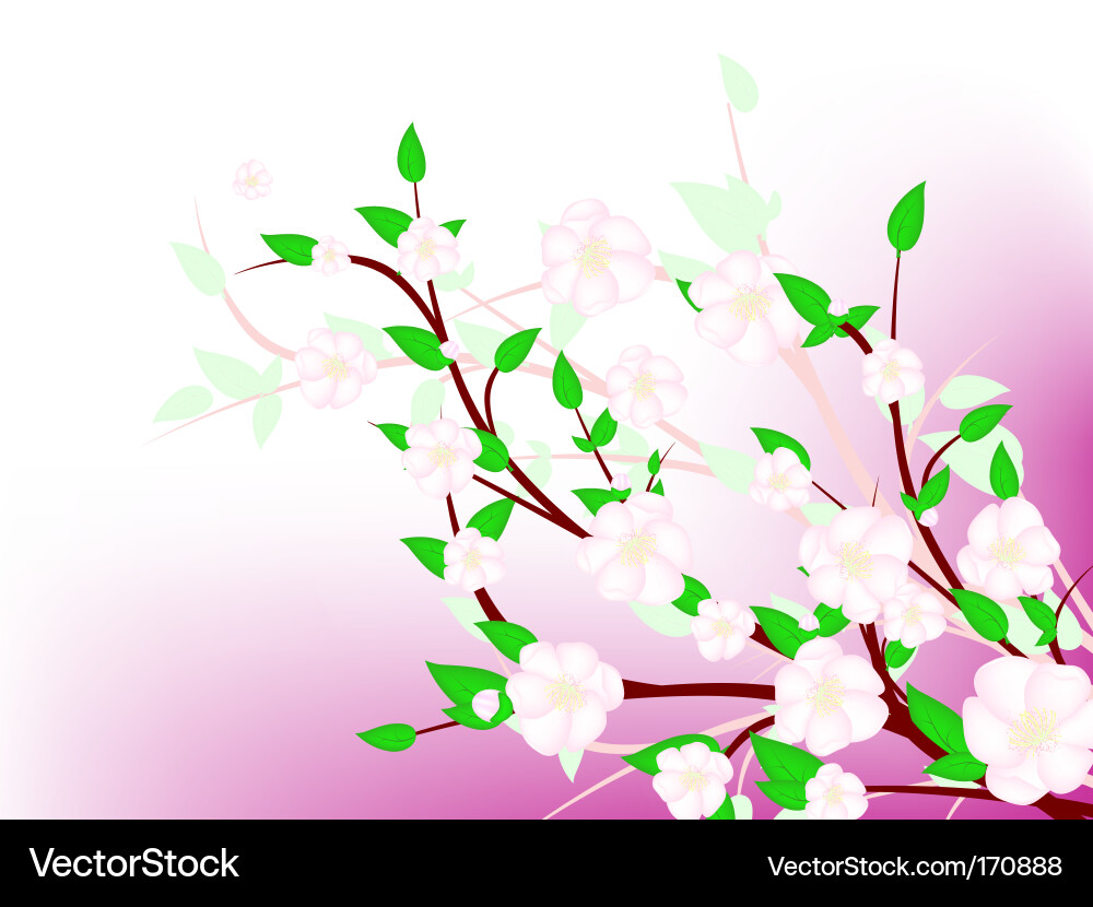Spring Blossom Branch Vector Image