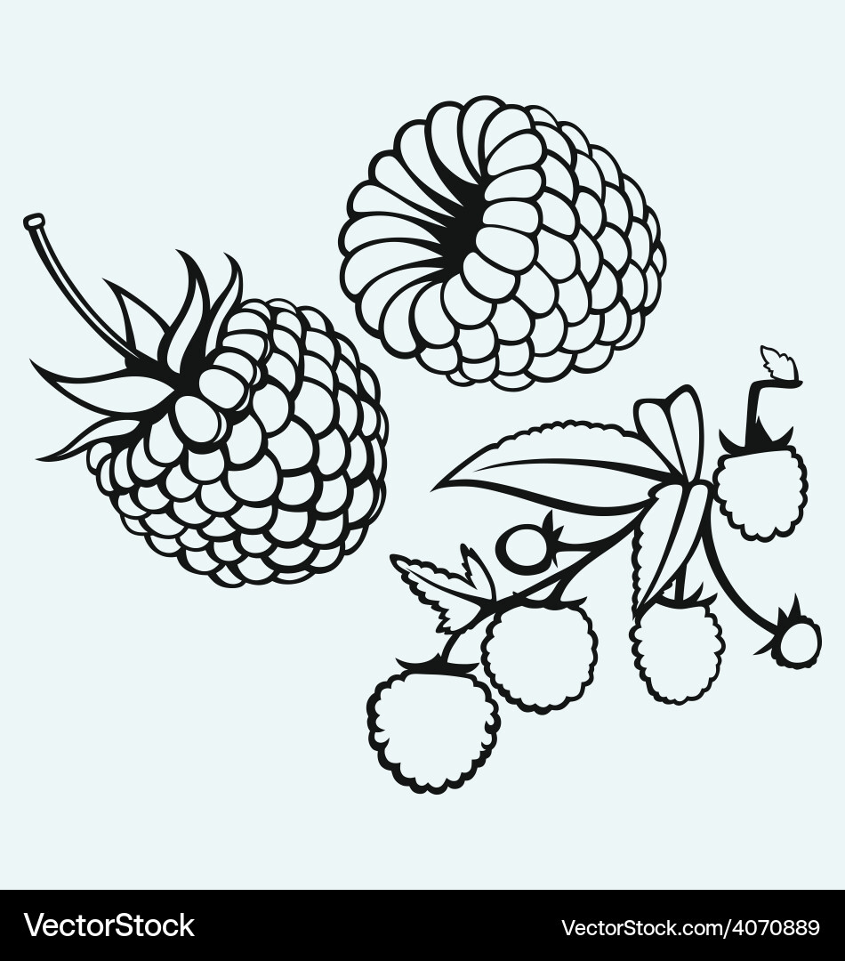 Single Ripe Raspberry with Leaf Vector Image