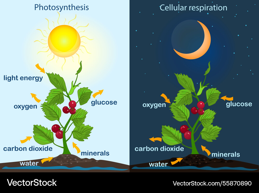 Photosynthesis diagram process Photosynthesis diagram process vector image