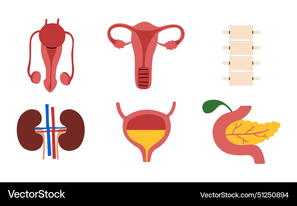 Human organs 2 Royalty Free Vector Image - VectorStock