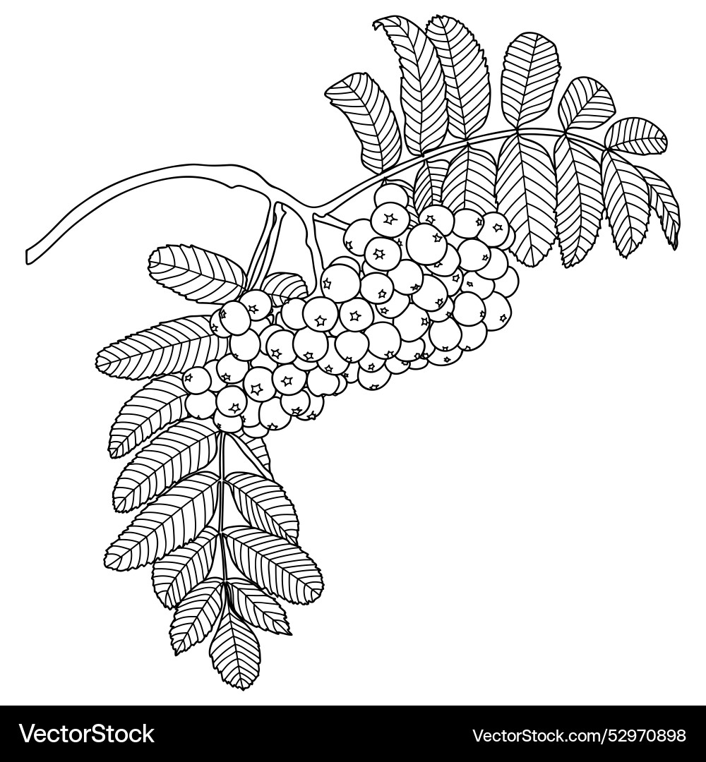 Outline rowan tree branch with berries Outline rowan tree branch with berries vector image
