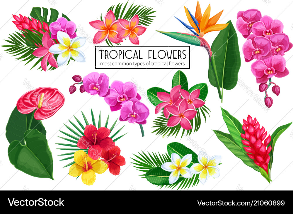 Tropical Flower Set Vector Image