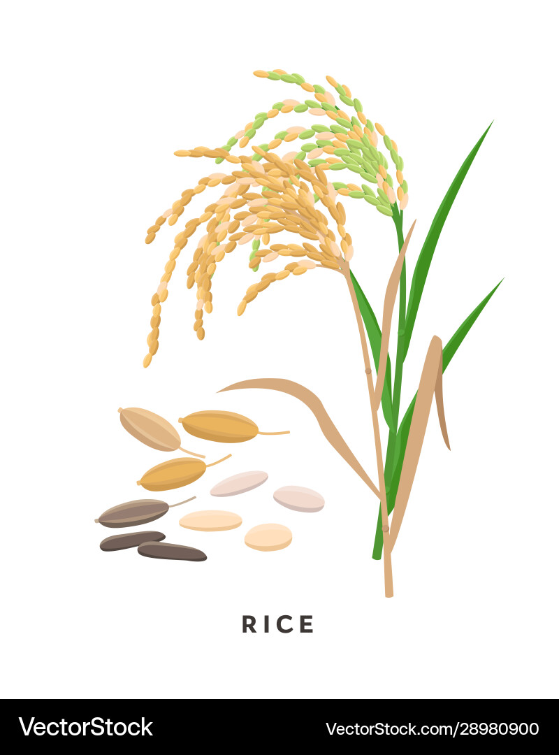 Rice cereal grass and grains - botanical Rice cereal grass and grains - botanical vector image