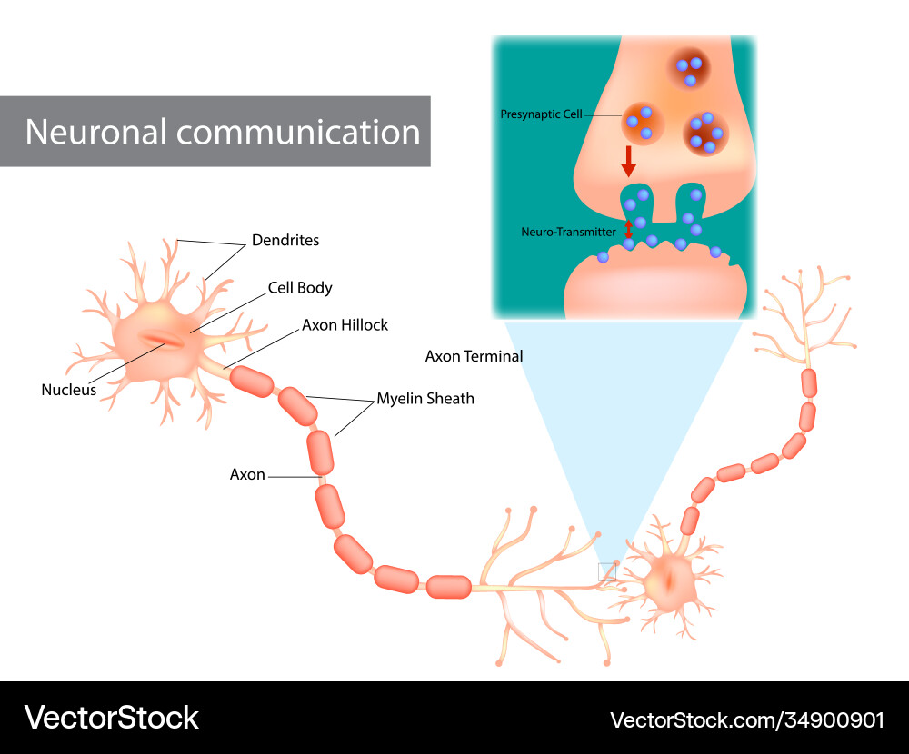 Neuronal communication the dendrites contain Neuronal communication the dendrites contain vector image
