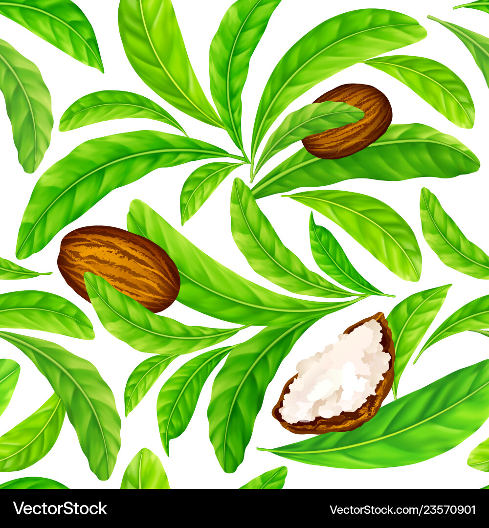 Shea nuts with leaves in pattern vector image