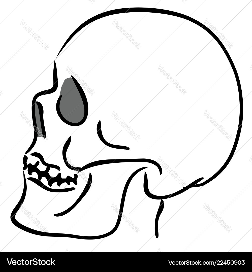 Linear sketch of the skull in profile vector image