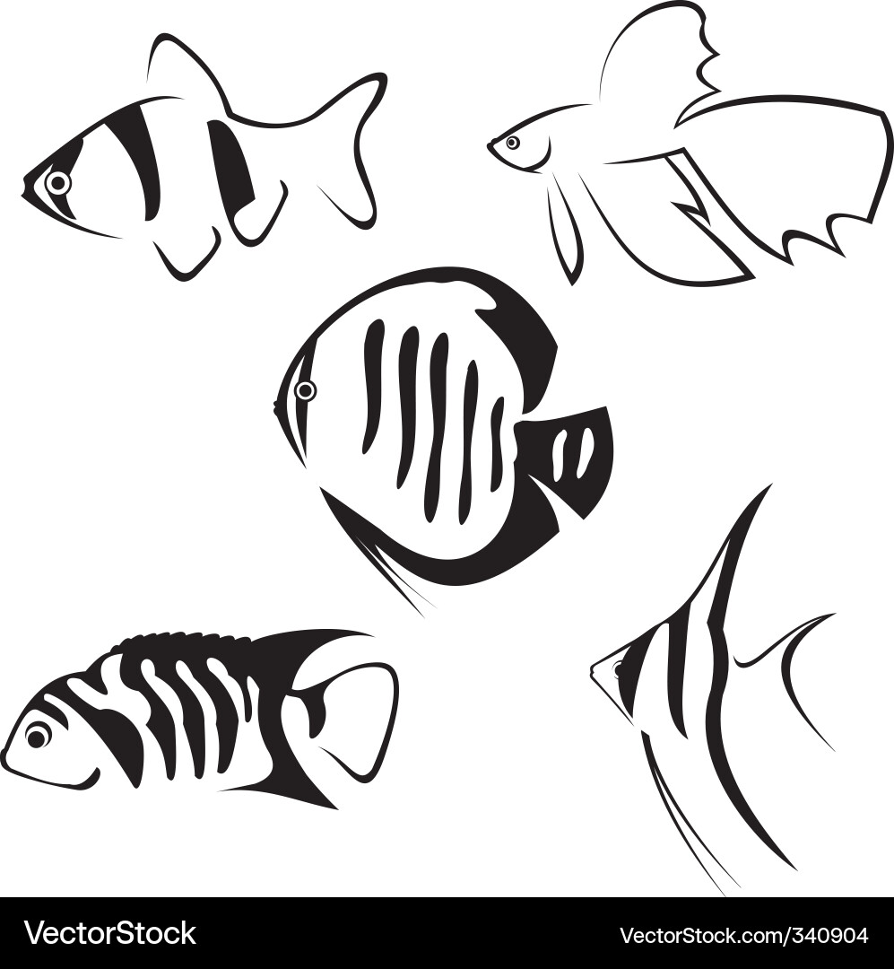 Betta Fish Line Art Vector Image